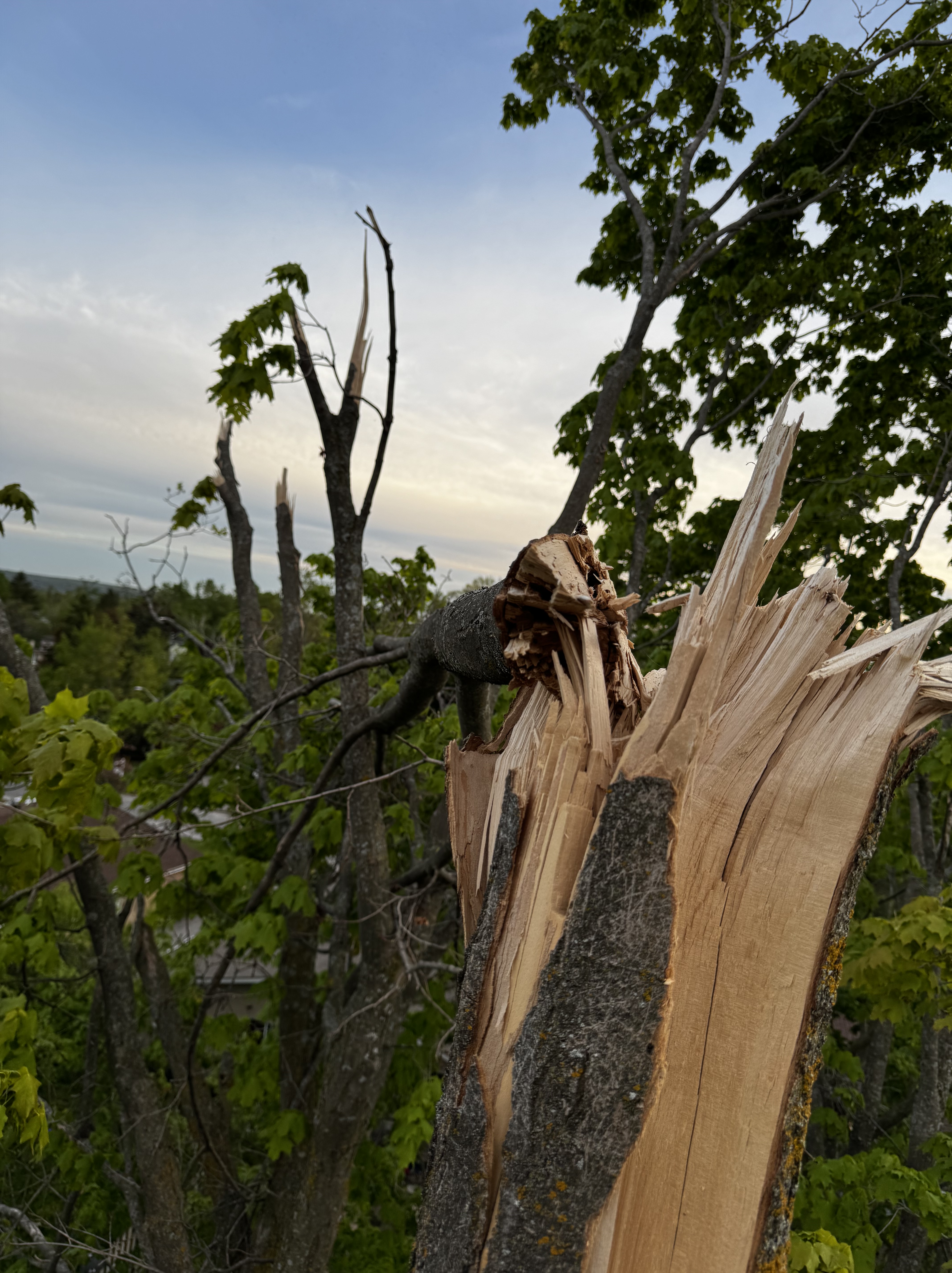 A small break from the ground… a big hazard from the top! 🌲⚠️