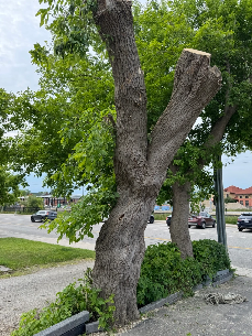 Big Tree Down โ Another Satisfied Client! ๐ณโ