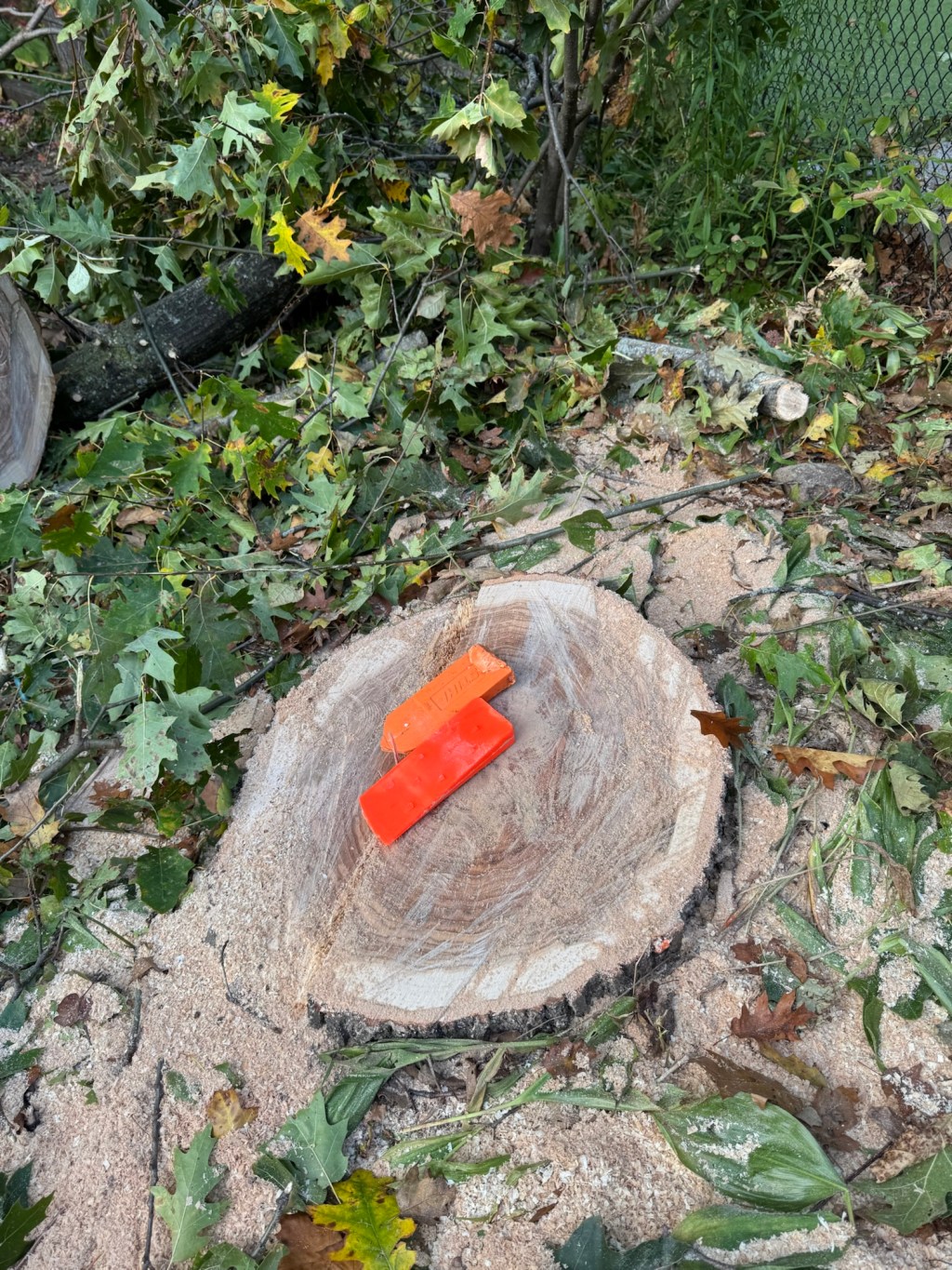 🌳 Another Major Tree Job Completed – Safe & Neat!&nbsp;🌳