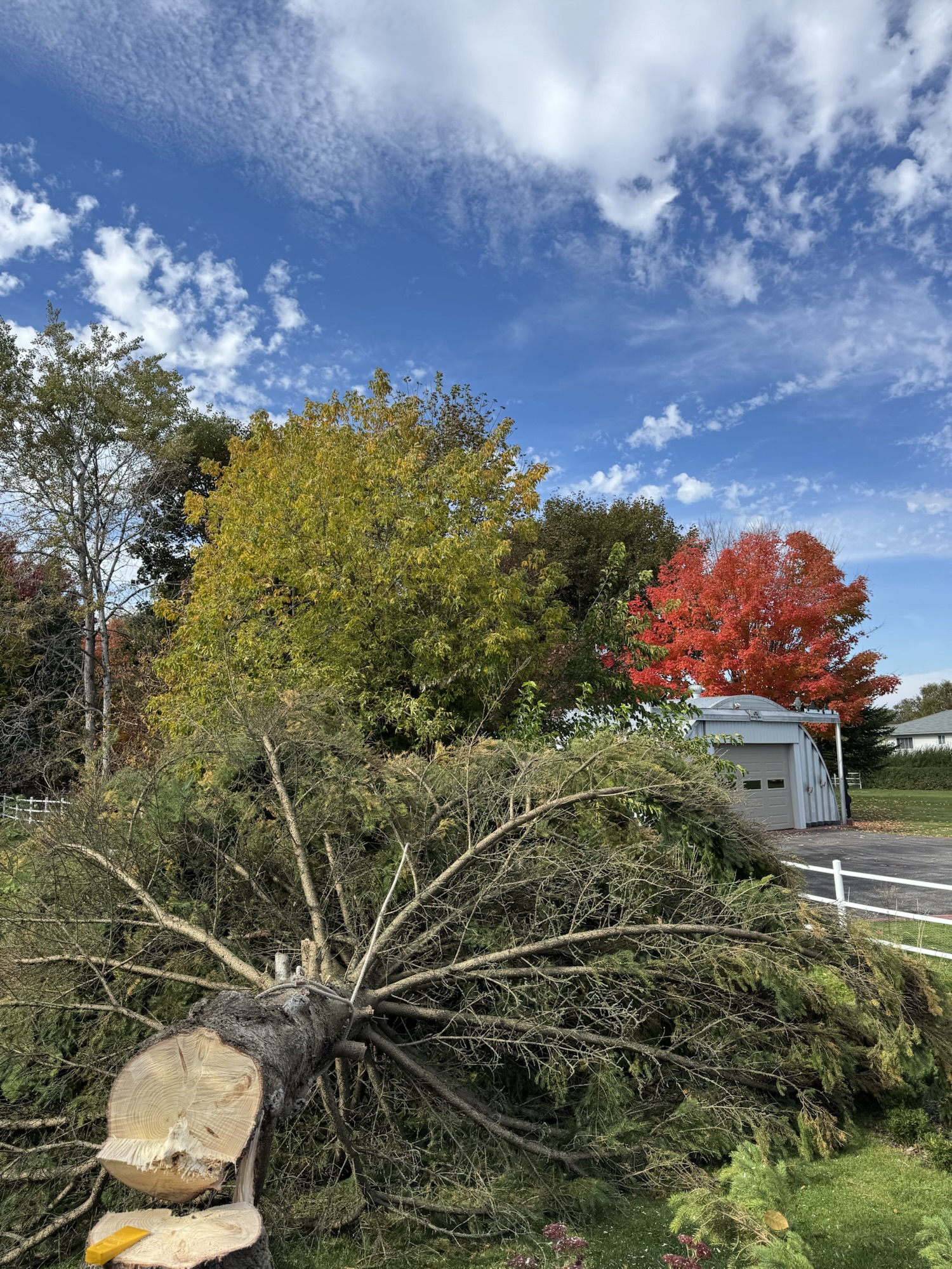Three trees safely felled on a beautiful autumn day!