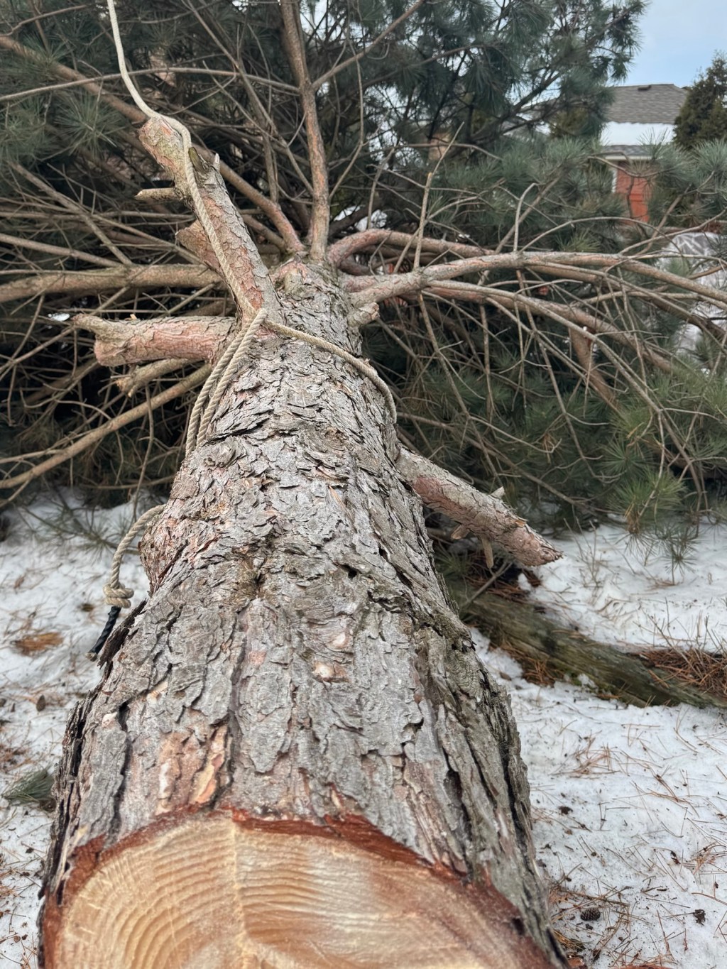 Spring Challenge: Leaning Pine Tree Removal