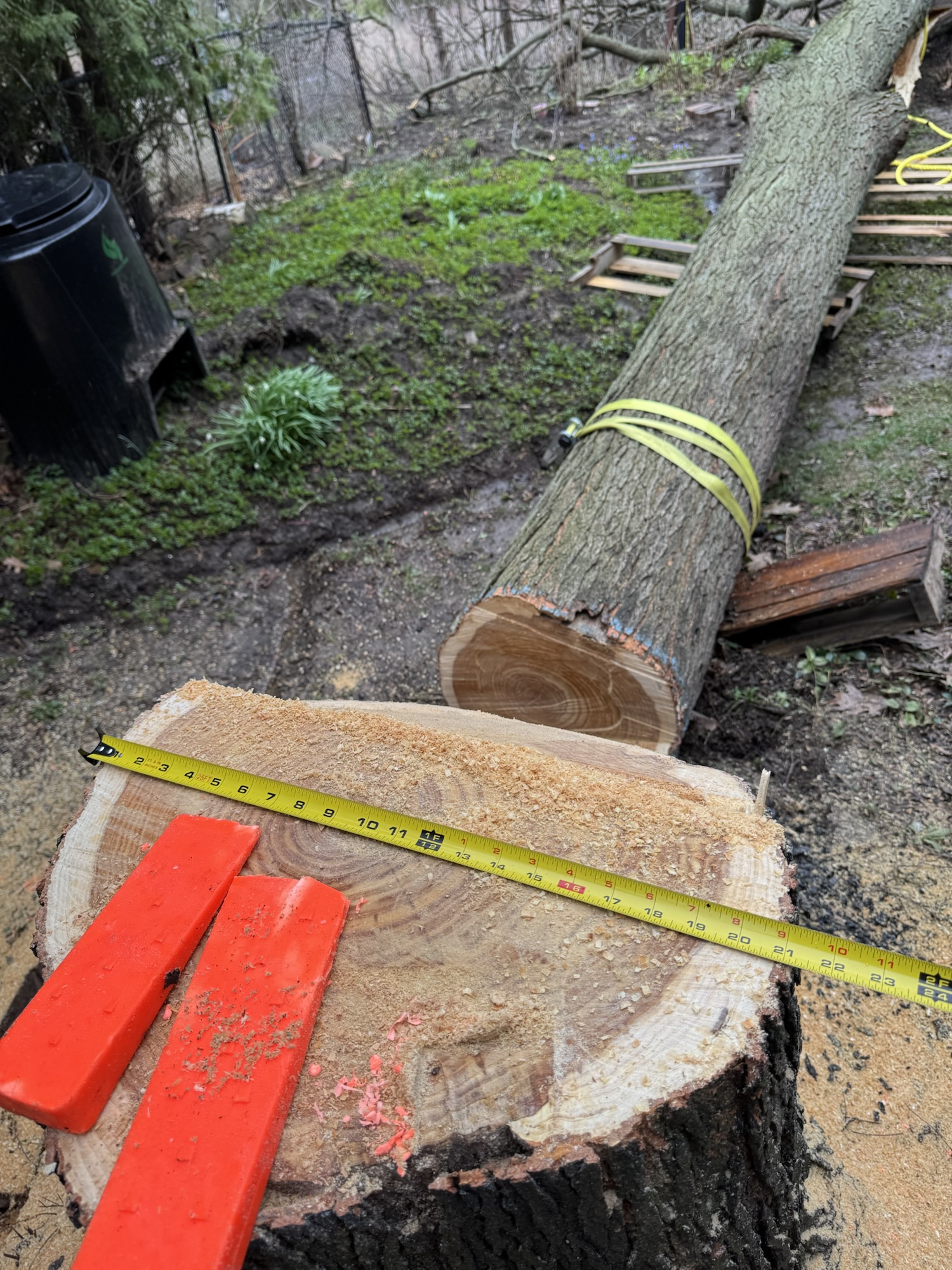 21″ Locust Leaning Toward House — Controlled Drop with Wedges & Pull Line