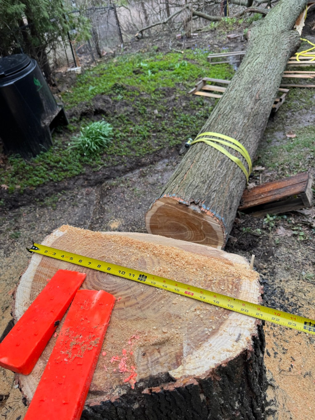 21″ Locust Leaning Toward House — Controlled Drop with Wedges & Pull&nbsp;Line