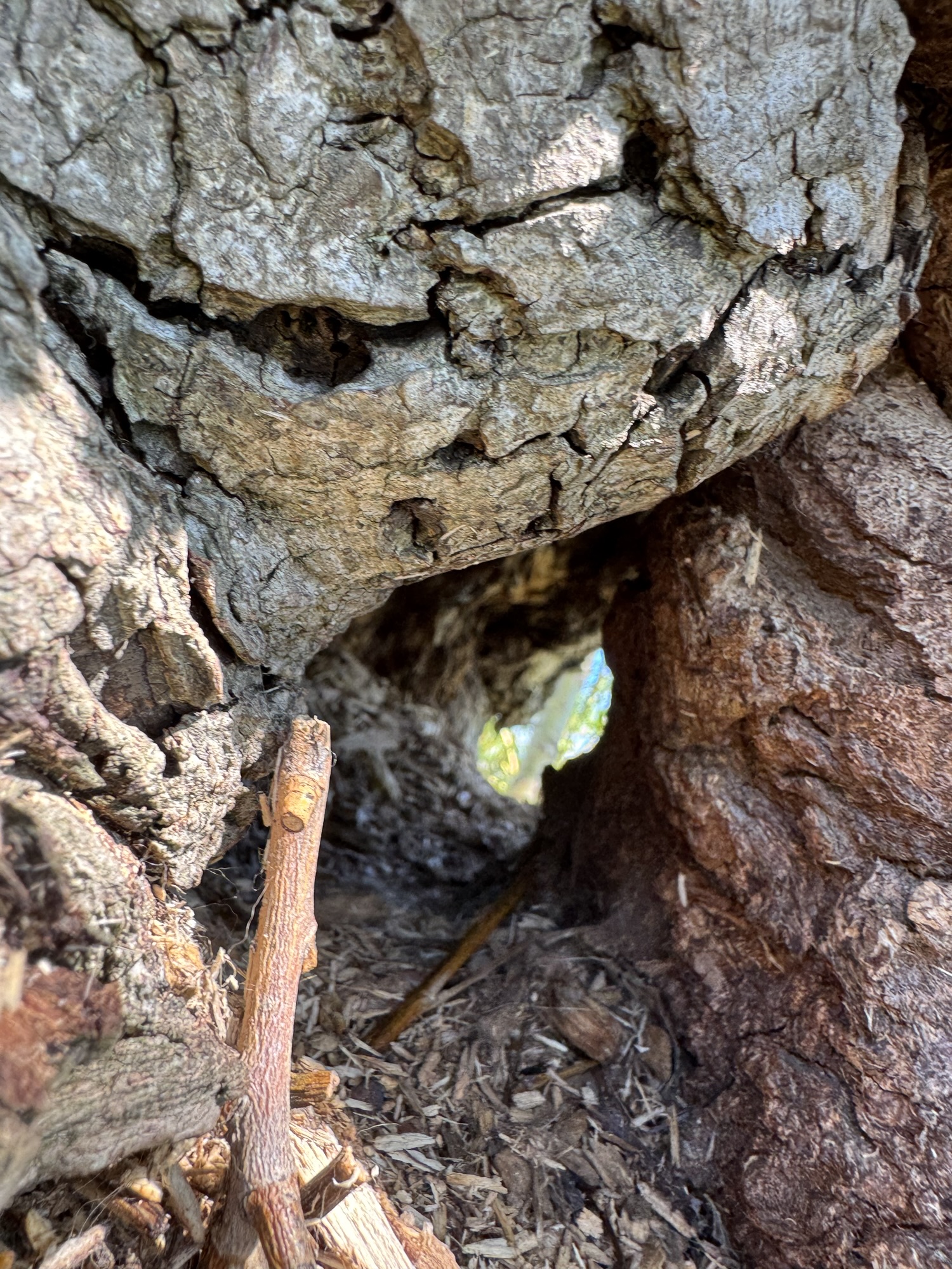 Huge Willow Tree Removal!