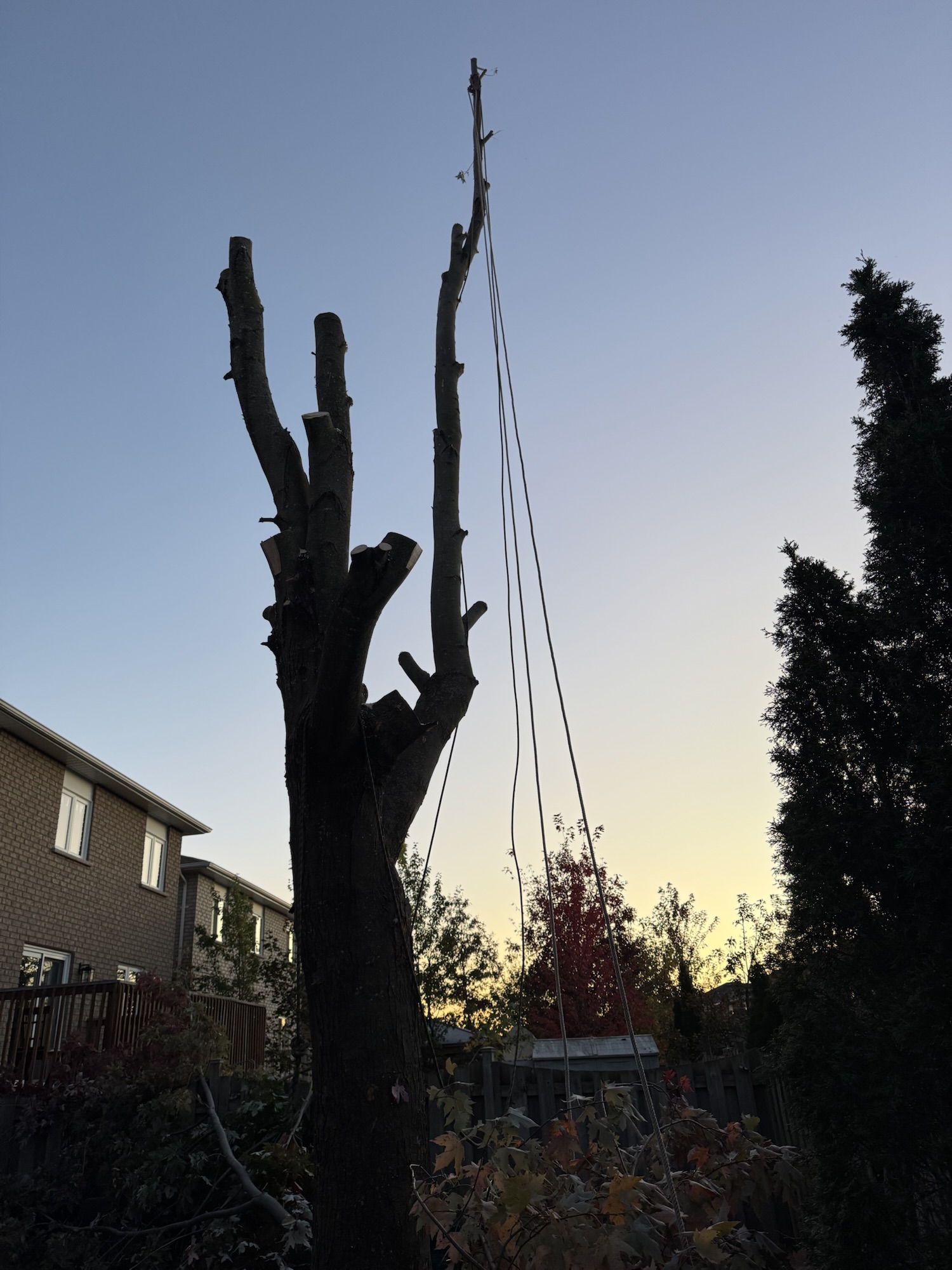 Huge Maple in a Full Backyard